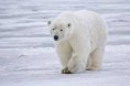 /album/fotogaleria/oso-polar-2-jpg1/